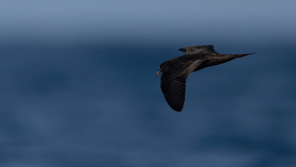 Jouanin's Petrel - ML608553737