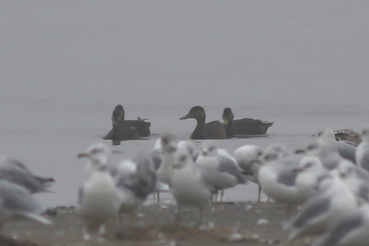 American Black Duck - François Rivet