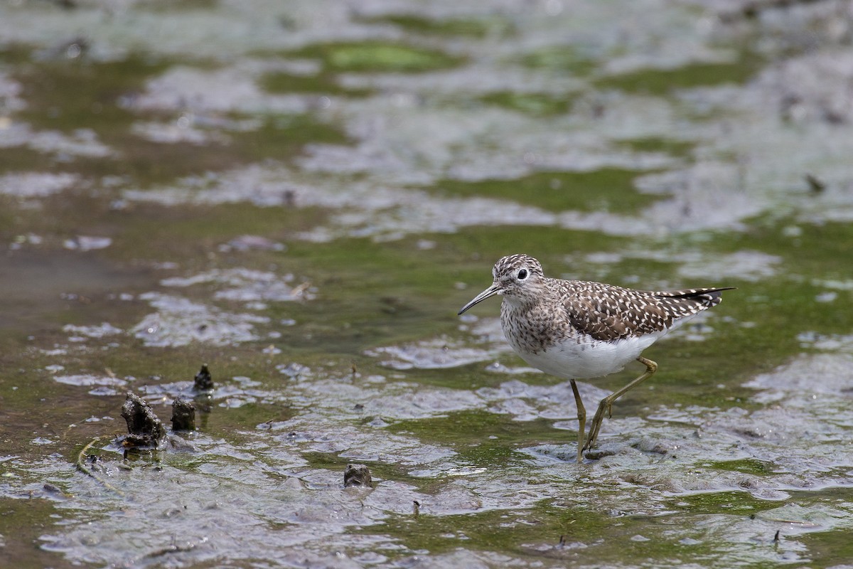 Solitary Sandpiper - ML608553808