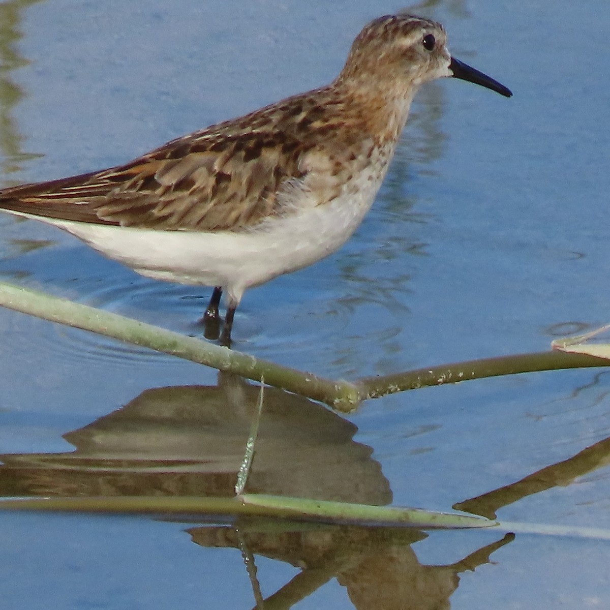 Little Stint - ML608553888