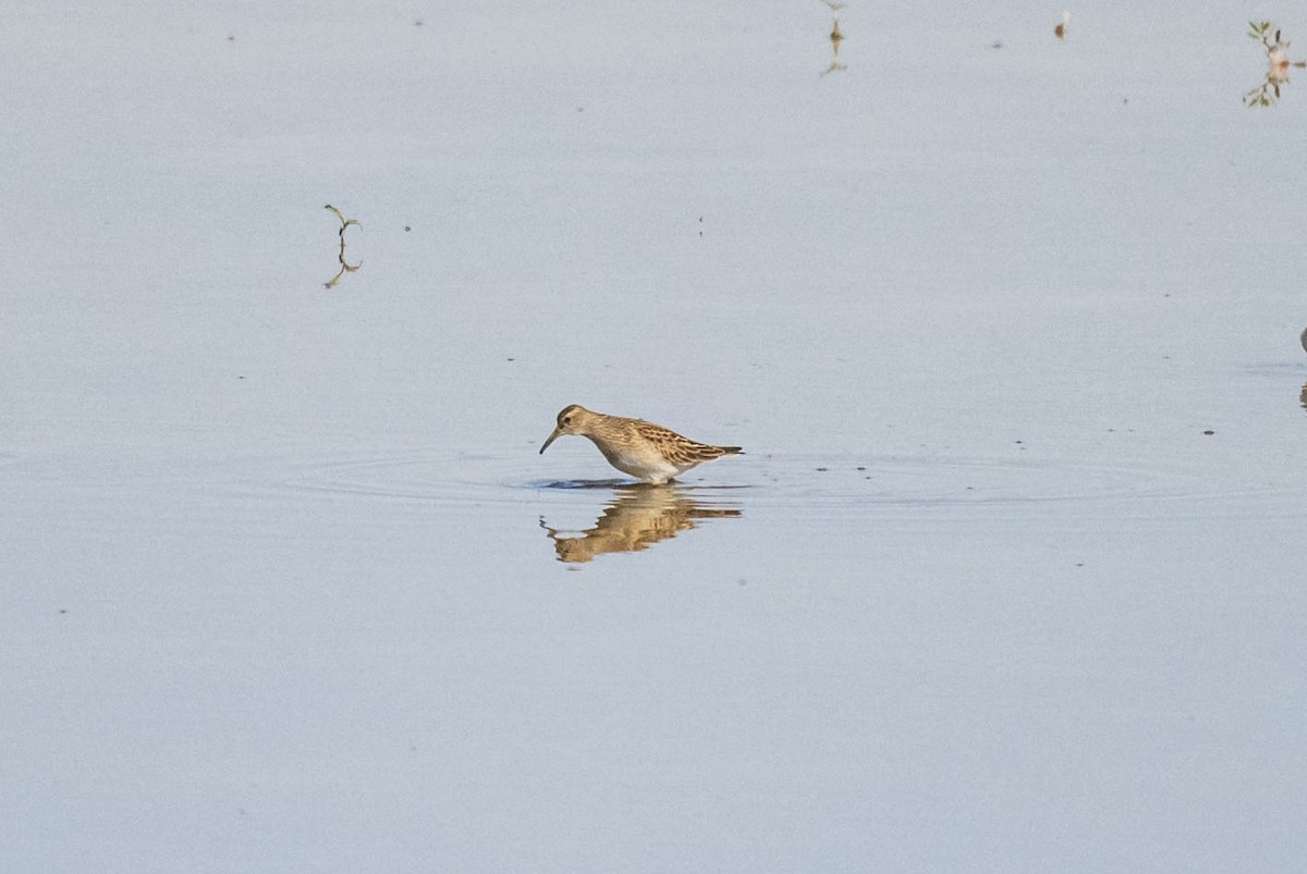 Pectoral Sandpiper - ML608554080