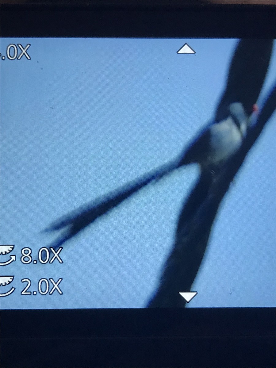 Pin-tailed Whydah - ML608554118