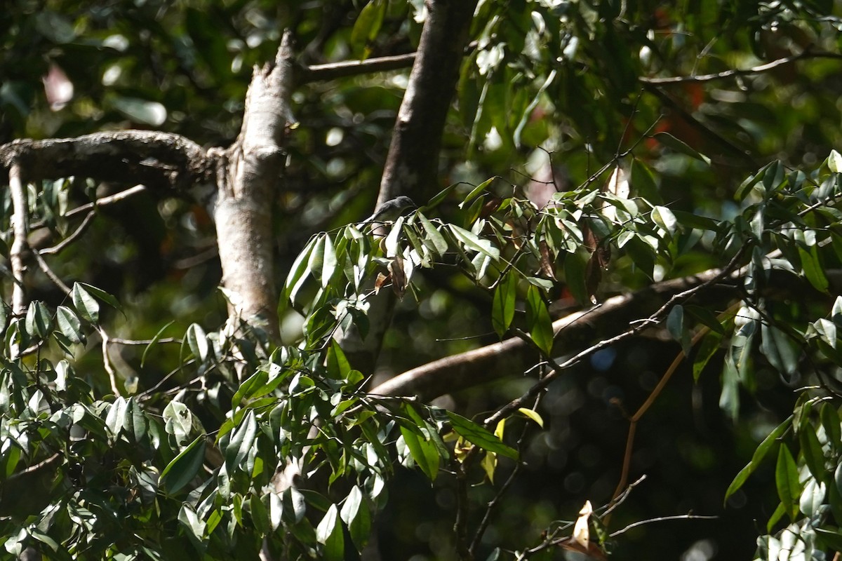 Guianan Gnatcatcher - ML608554176