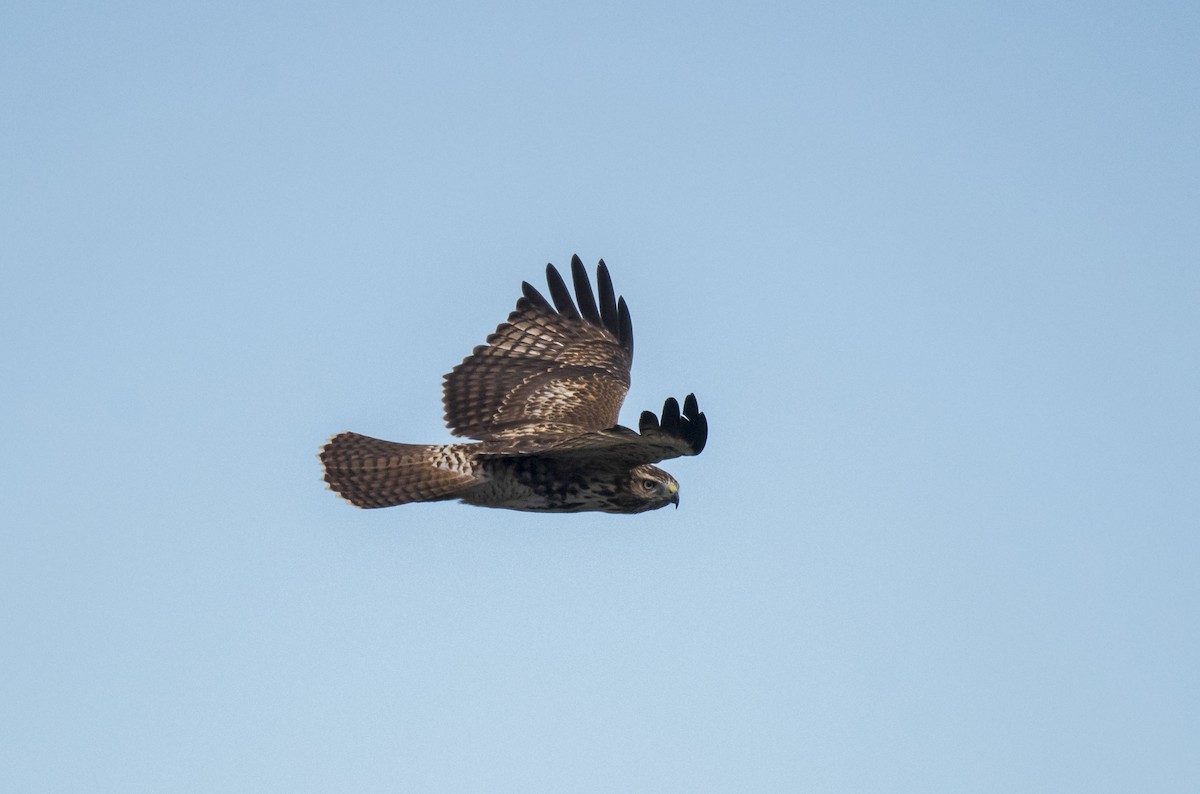 Red-tailed Hawk (calurus/alascensis) - ML608554193