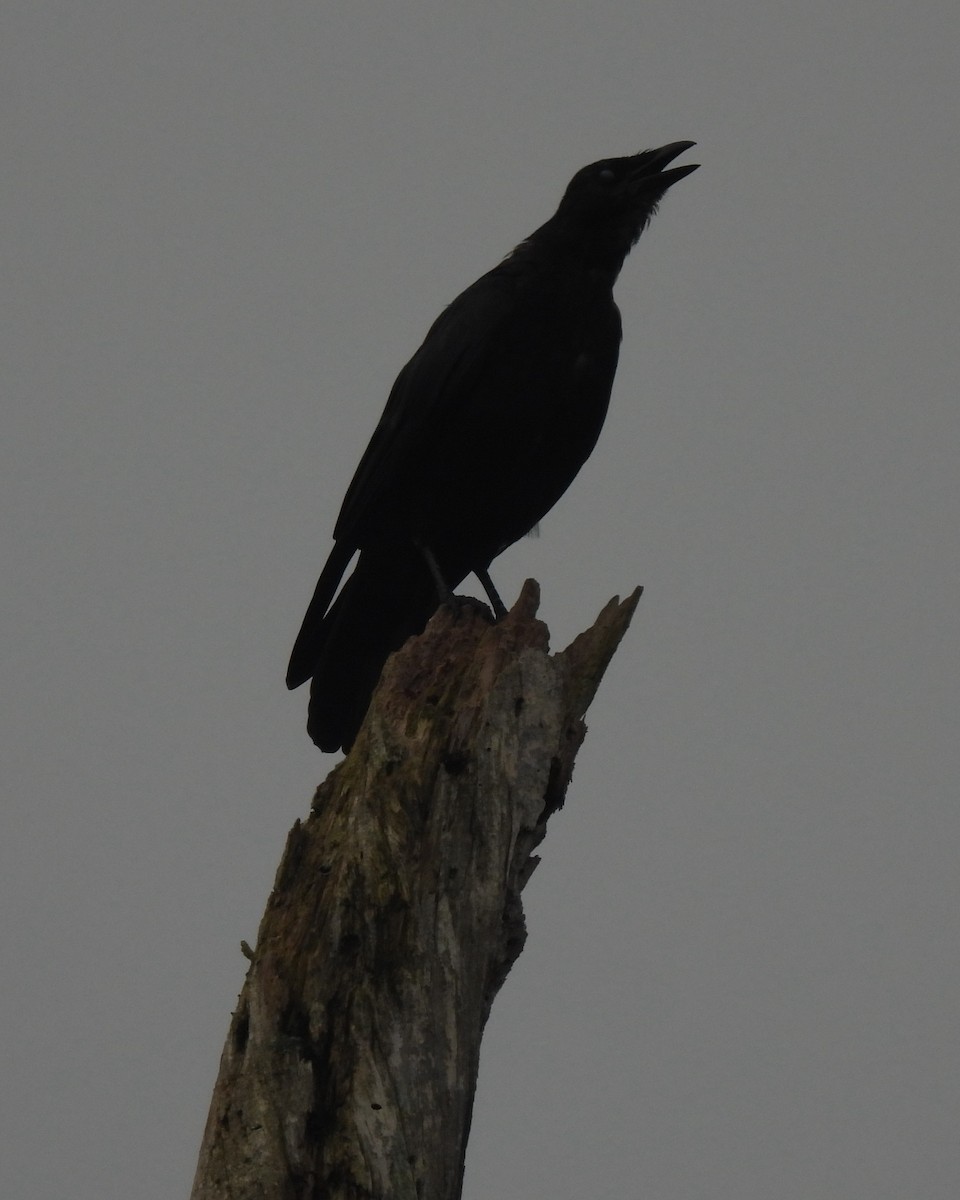 American Crow - ML608554208