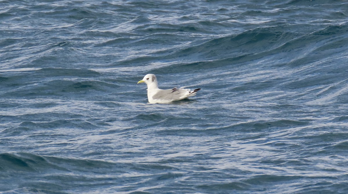 Mouette tridactyle - ML608554255