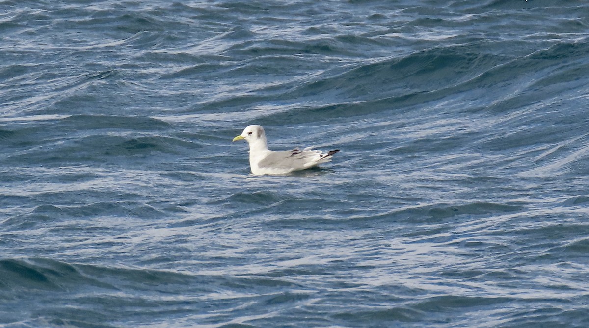 Gaviota Tridáctila - ML608554255