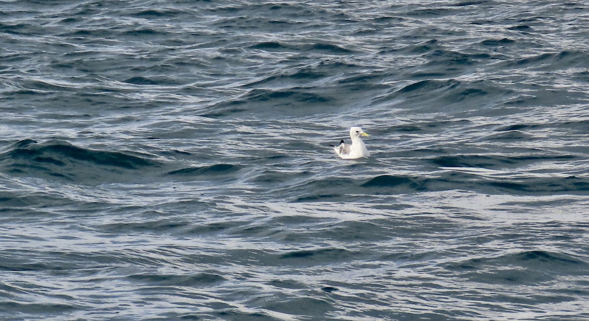 Black-legged Kittiwake - ML608554261