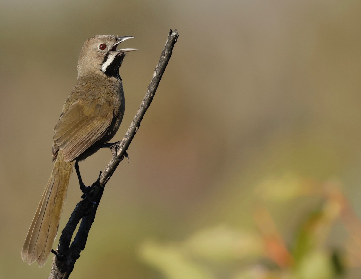 Western Whipbird (Black-throated) - ML608554317