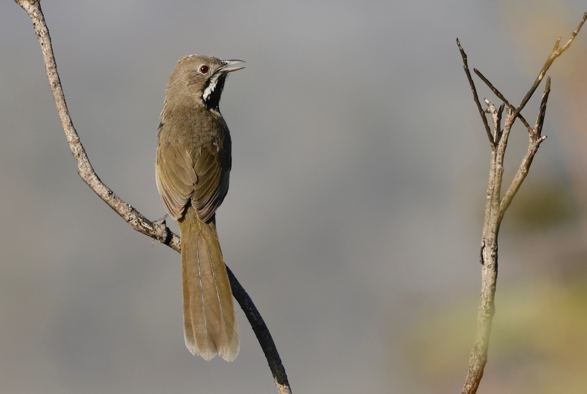 Western Whipbird (Black-throated) - ML608554322