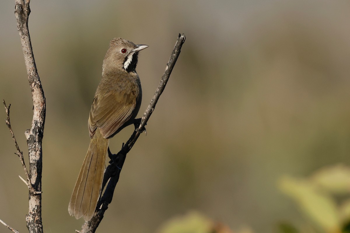 Western Whipbird (Black-throated) - Garret Skead