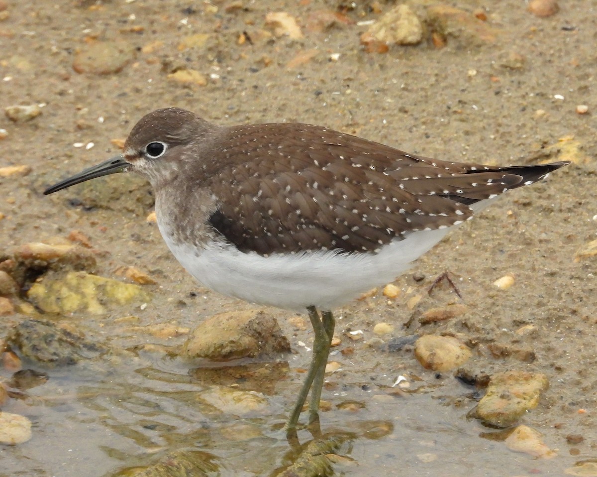 Solitary Sandpiper - ML608554476