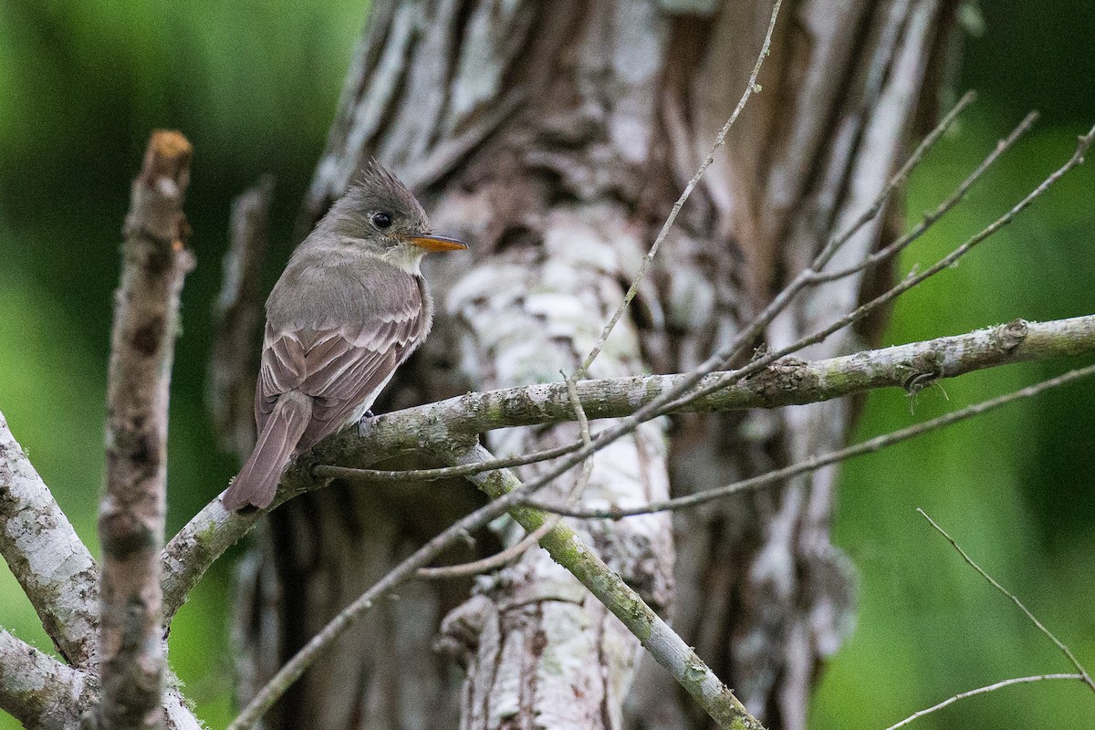 Greater Pewee - ML608554510
