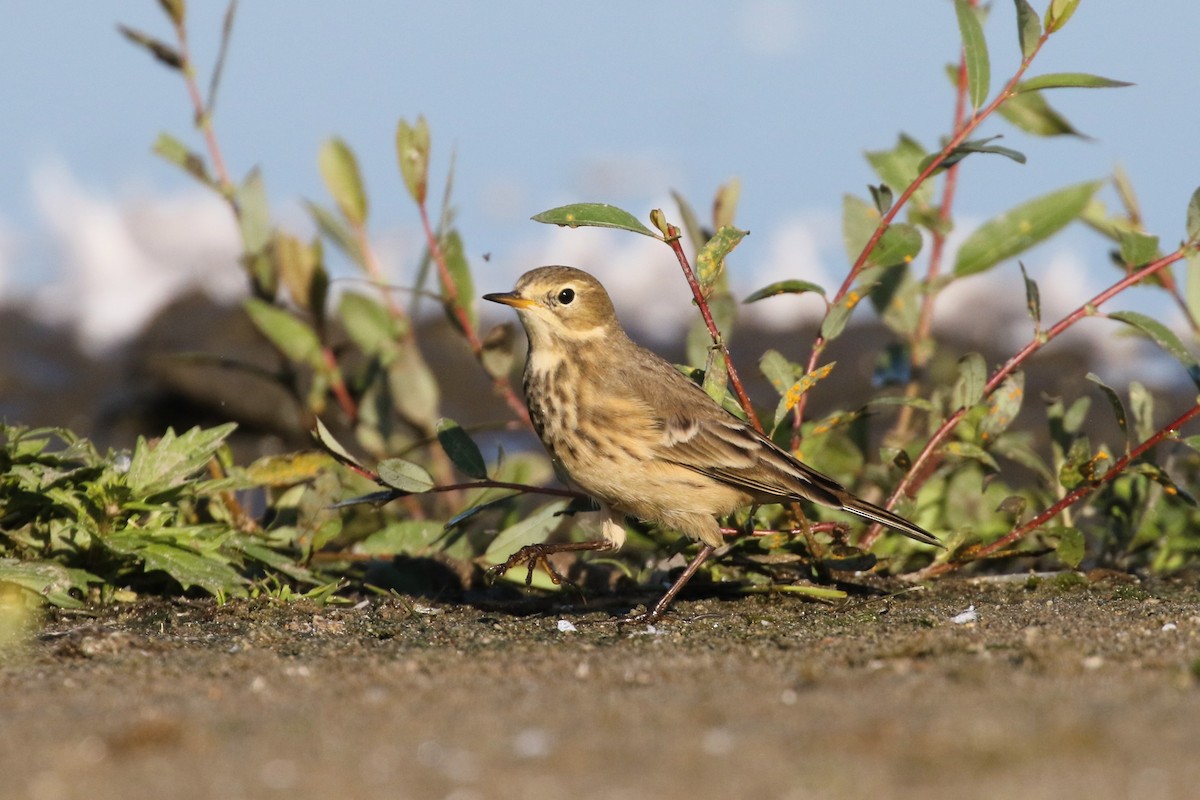 American Pipit - ML608554536