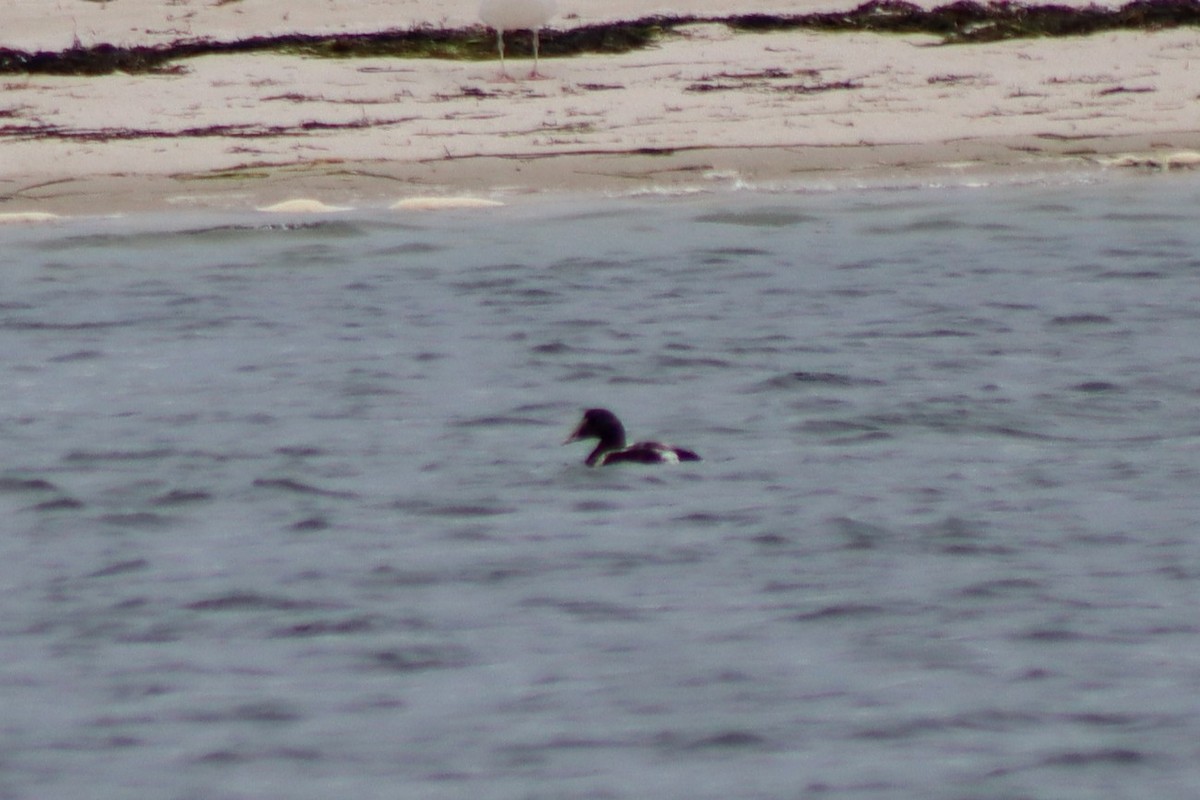 Common Eider - ML608554593