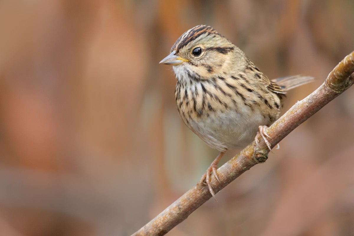 Lincoln's Sparrow - ML608554765