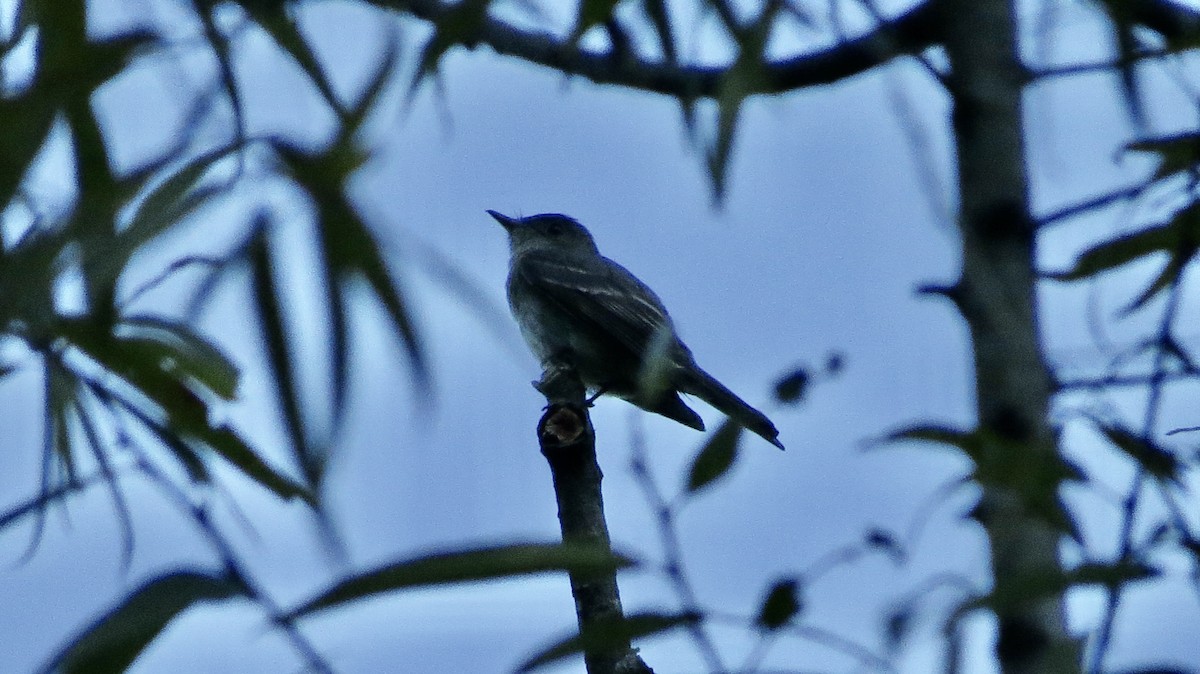 Empidonax sp. - ML608554867