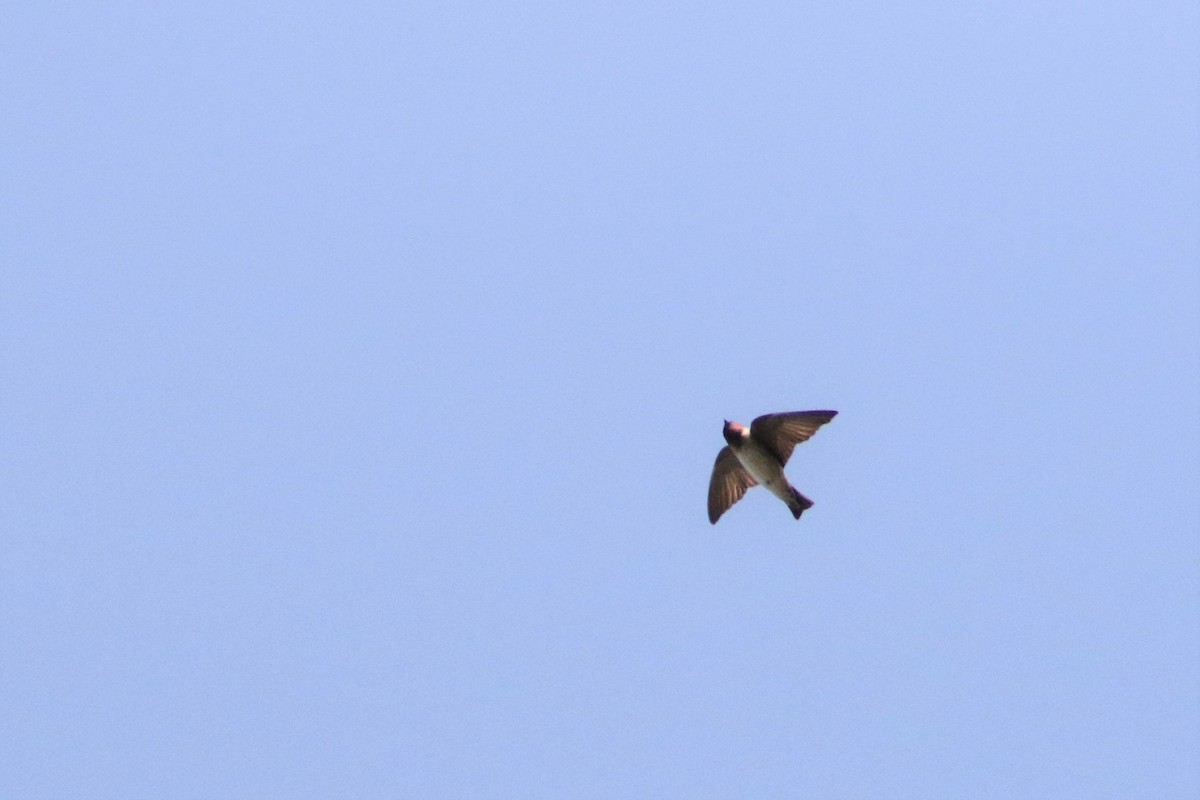 Cliff Swallow - ML608554888