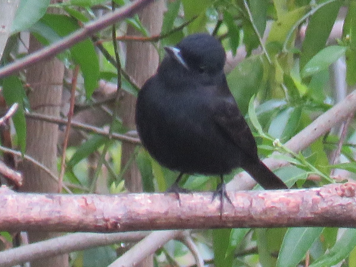 White-winged Black-Tyrant - Miguel  C