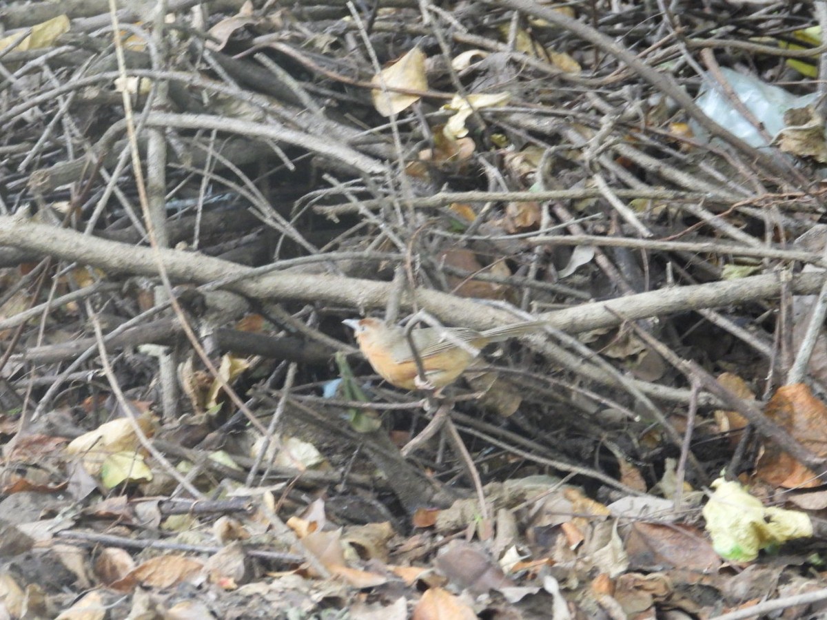 Tawny-bellied Babbler - ML608555025