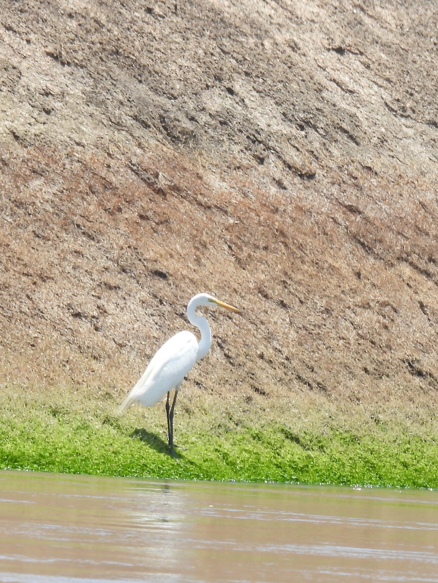 Great Egret - ML608555034