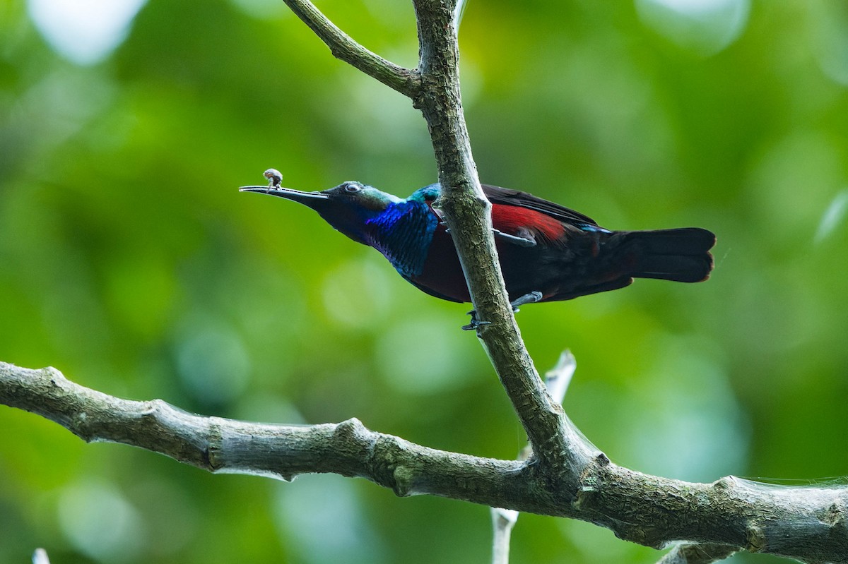 Superb Sunbird - lucien ABAH