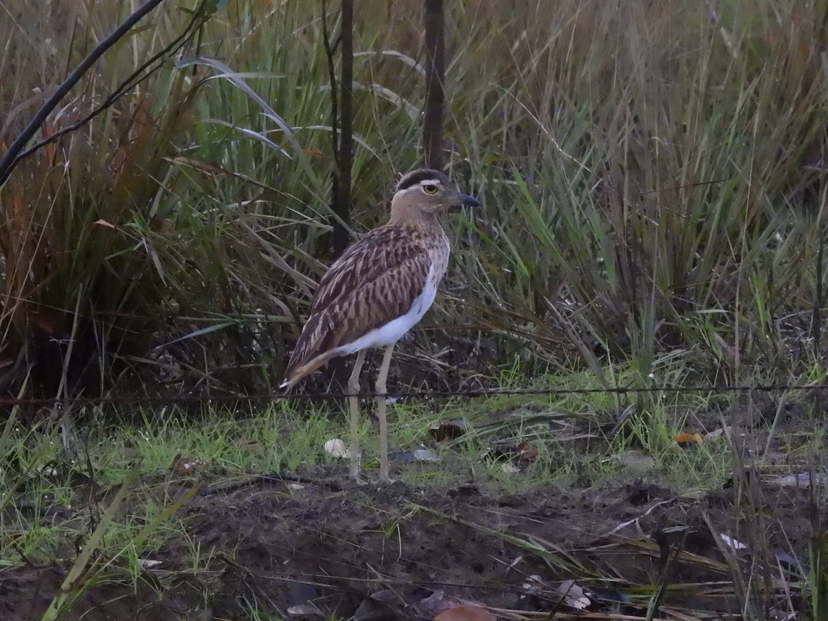 Double-striped Thick-knee - ML608555112