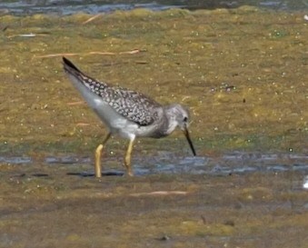 Greater Yellowlegs - ML608555171