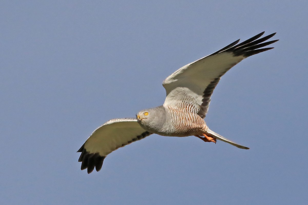 Cinereous Harrier - ML608555183