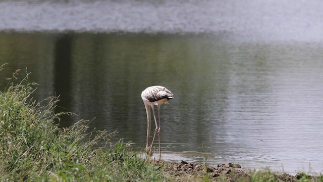 American Flamingo - ML608555215