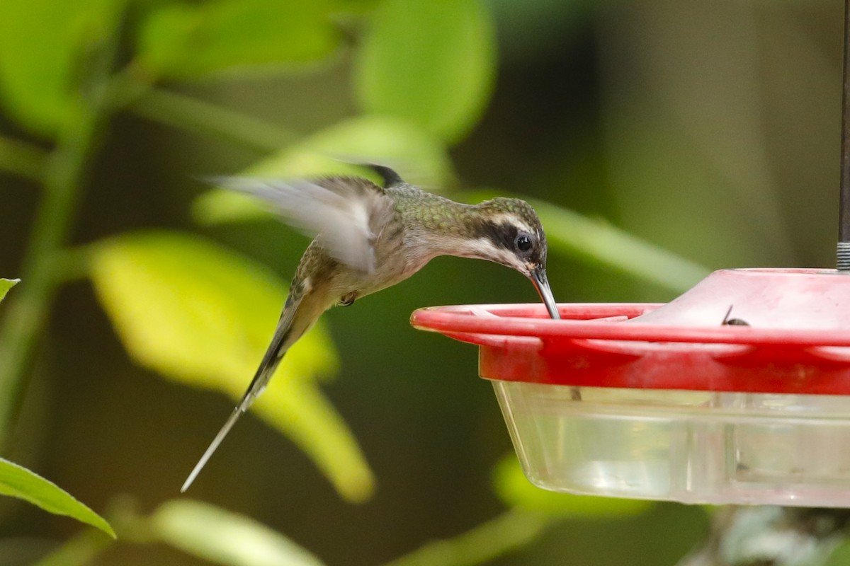 Pale-bellied Hermit - ML608555224