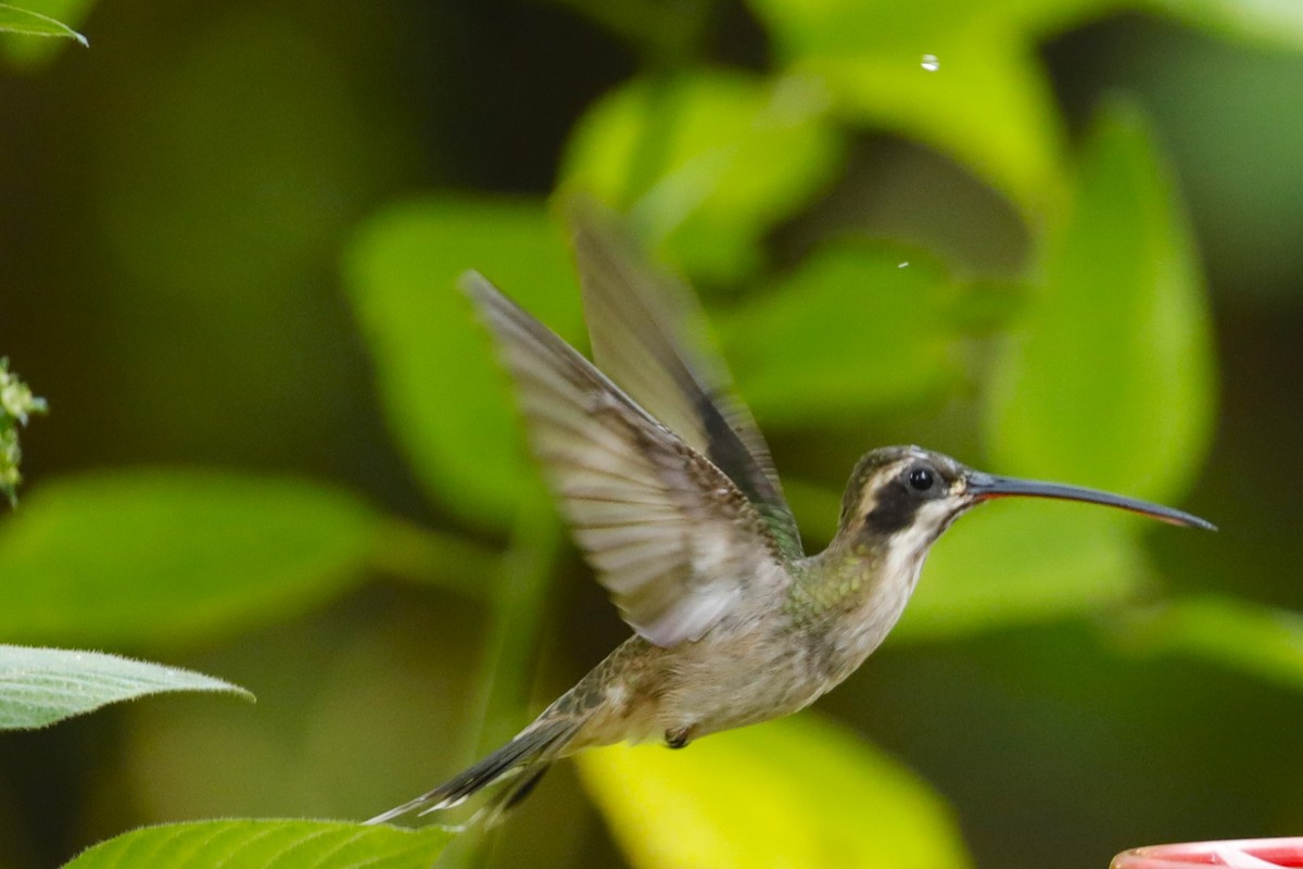 Pale-bellied Hermit - ML608555225