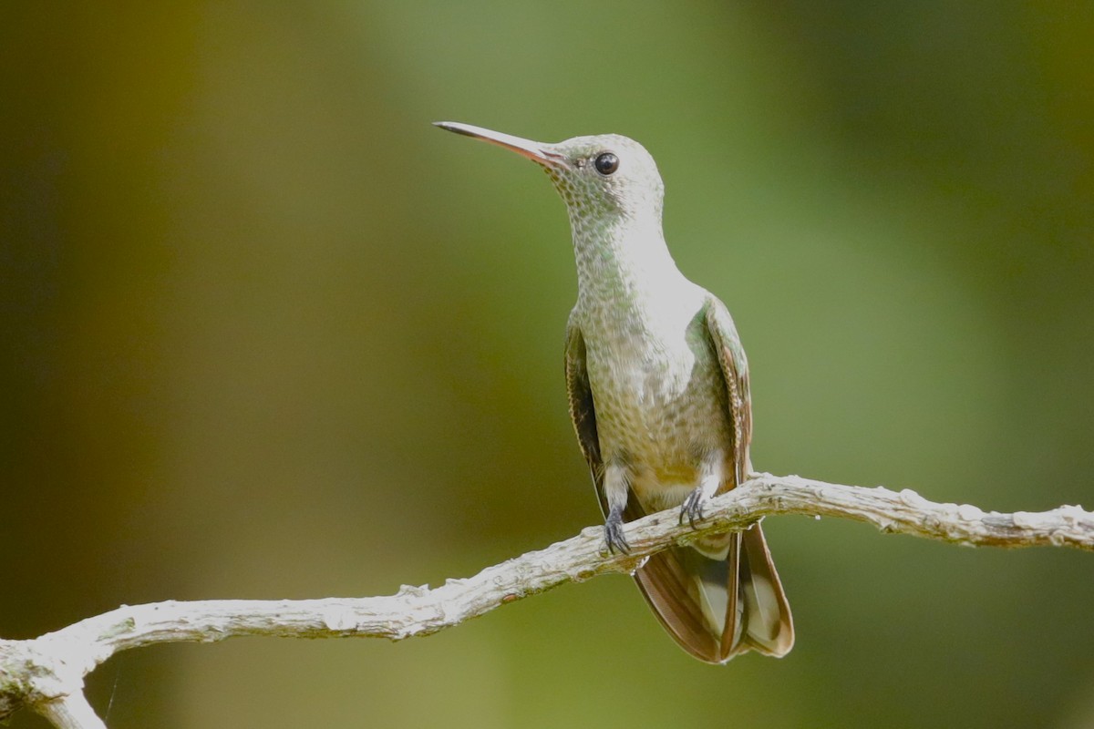 Scaly-breasted Hummingbird - JOEL STEPHENS