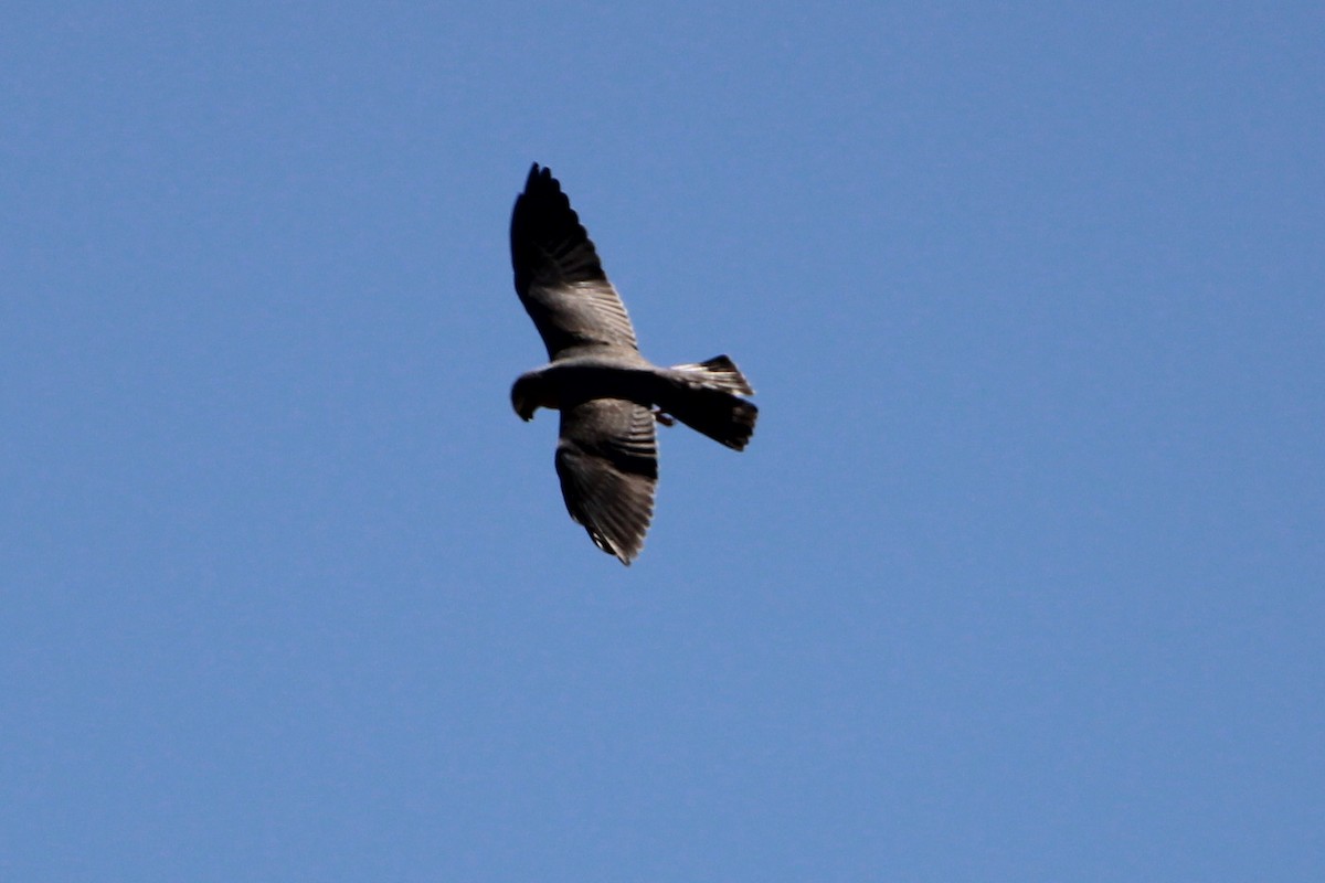 Mississippi Kite - ML608555256