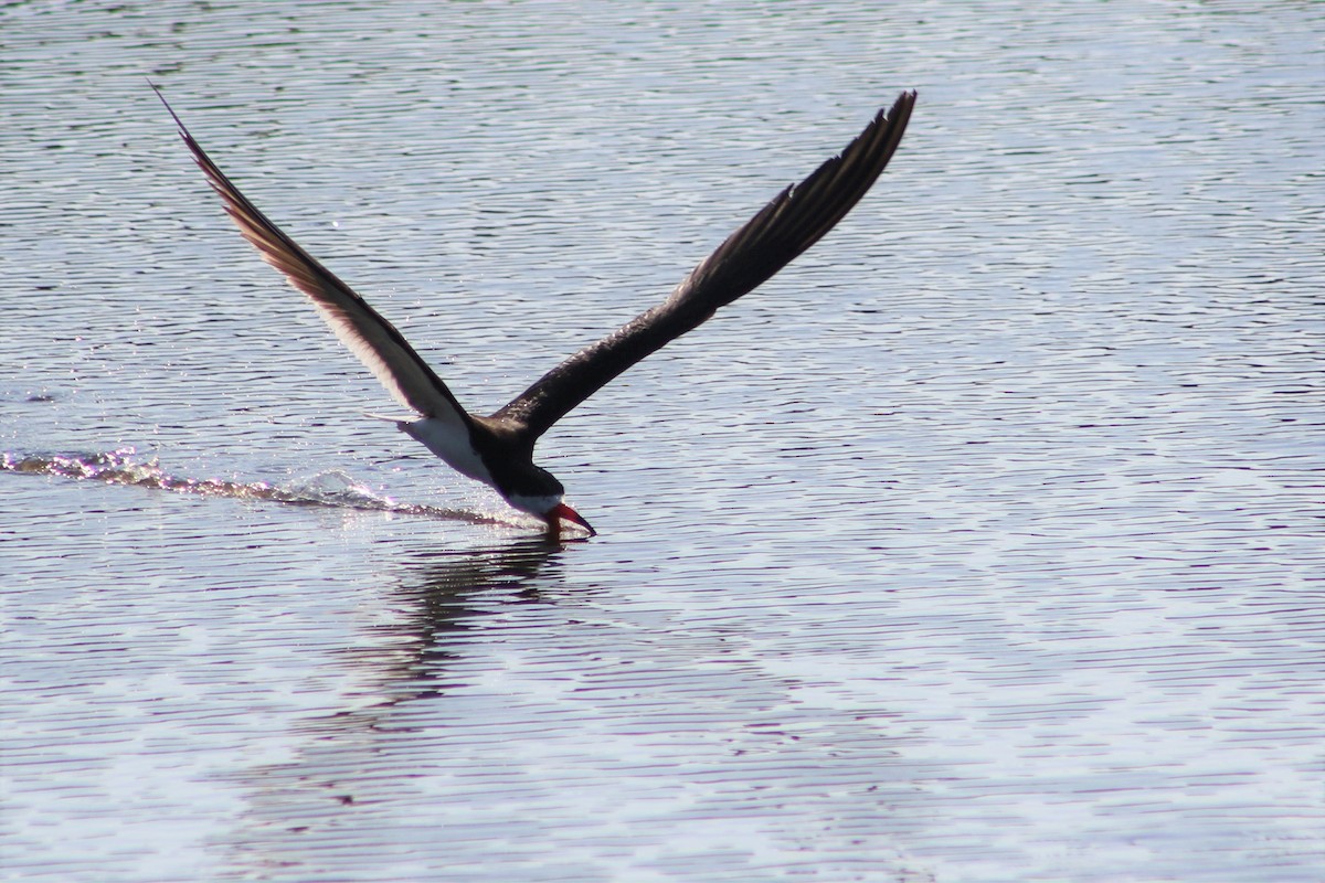 Black Skimmer - Clint Robinson