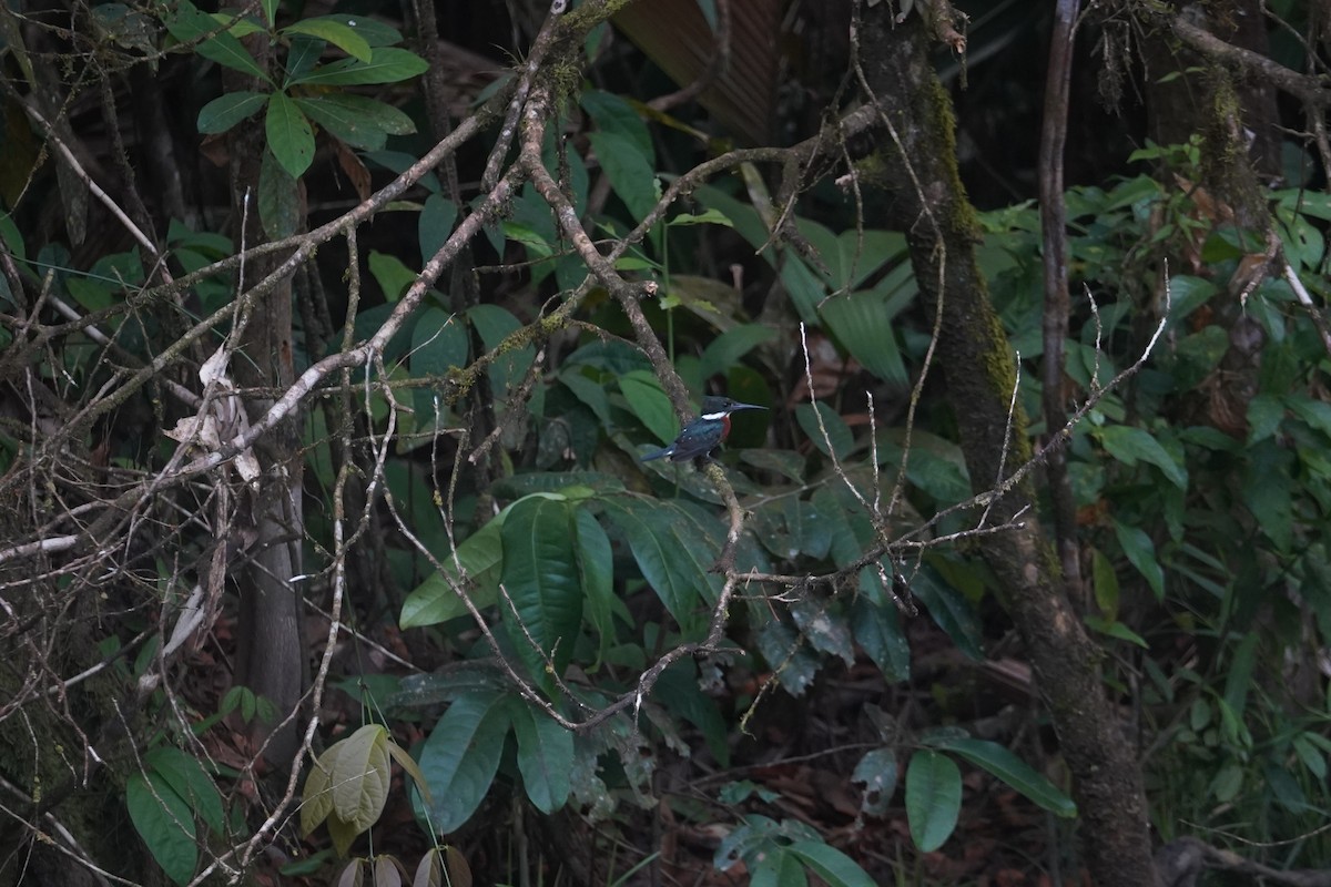 Green Kingfisher - ML608555362