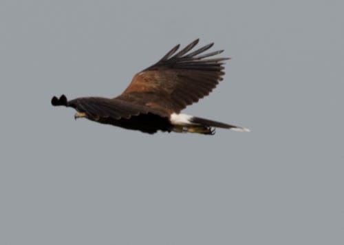 Harris's Hawk - ML608555431