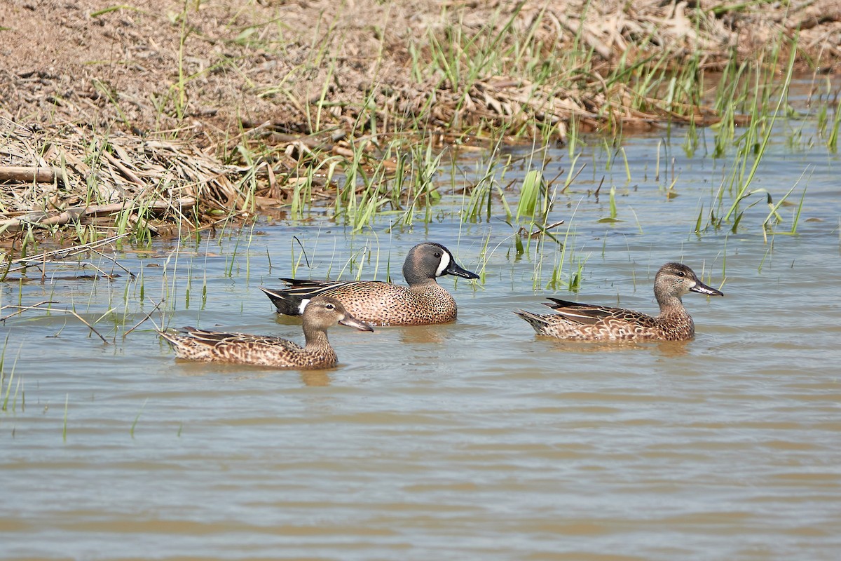 Blue-winged Teal - ML608555494