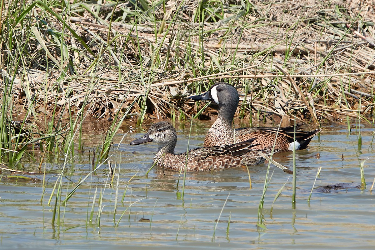 Blue-winged Teal - ML608555495