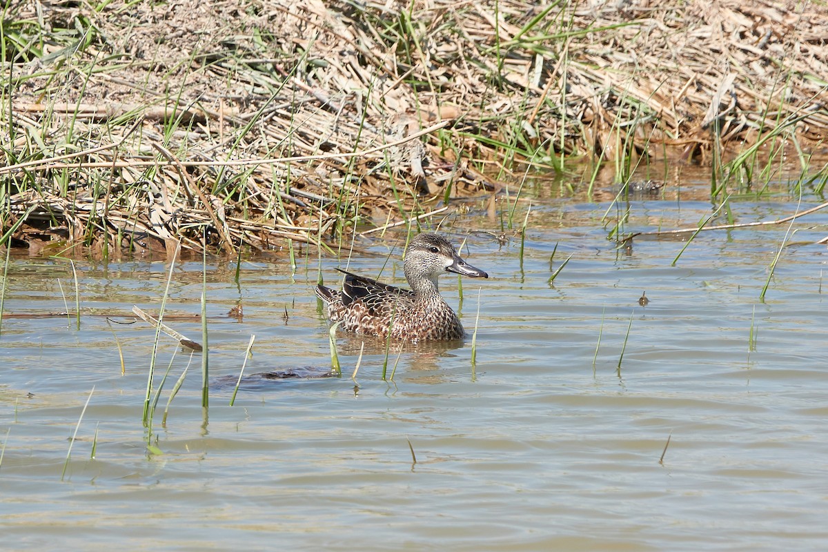 Blue-winged Teal - ML608555496