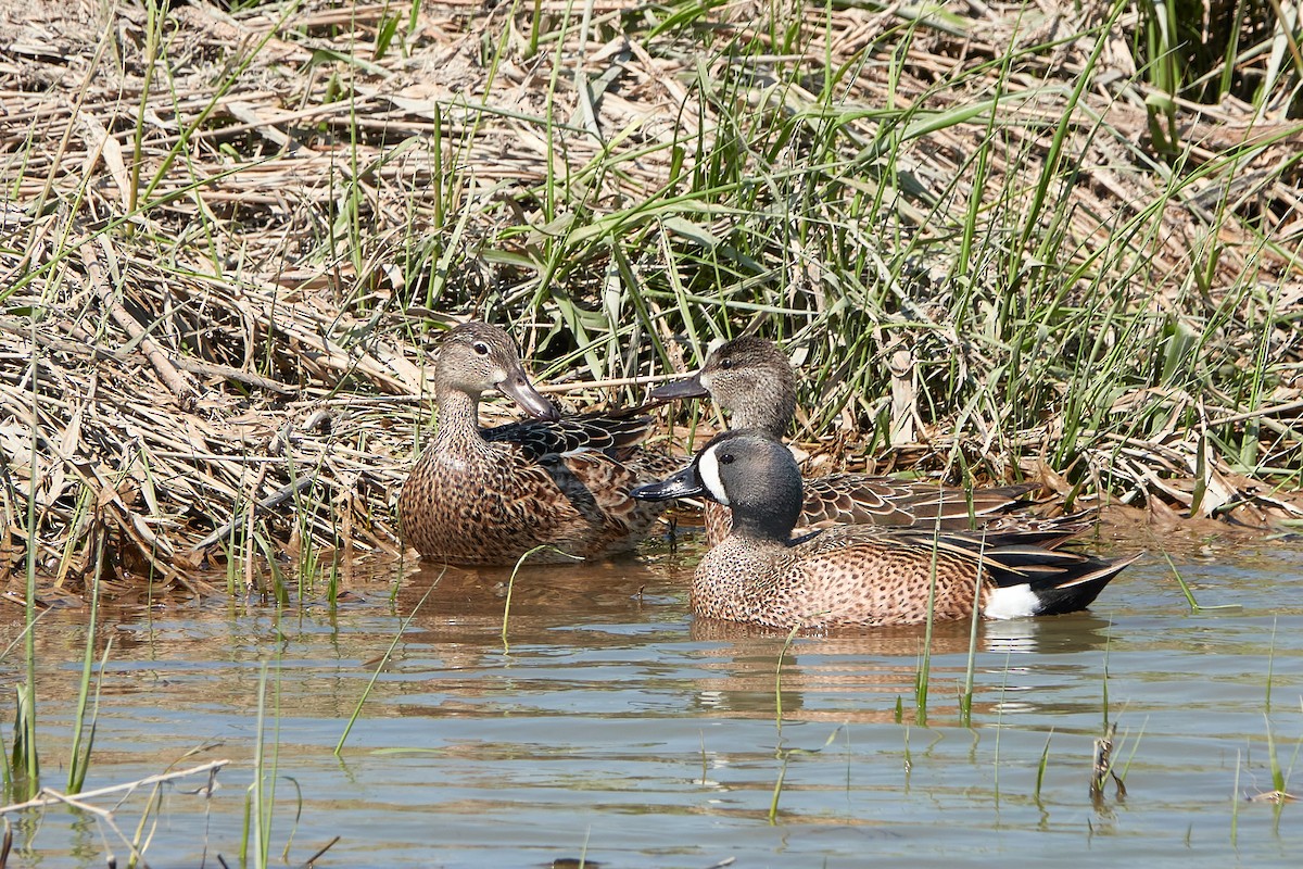 Blue-winged Teal - ML608555497