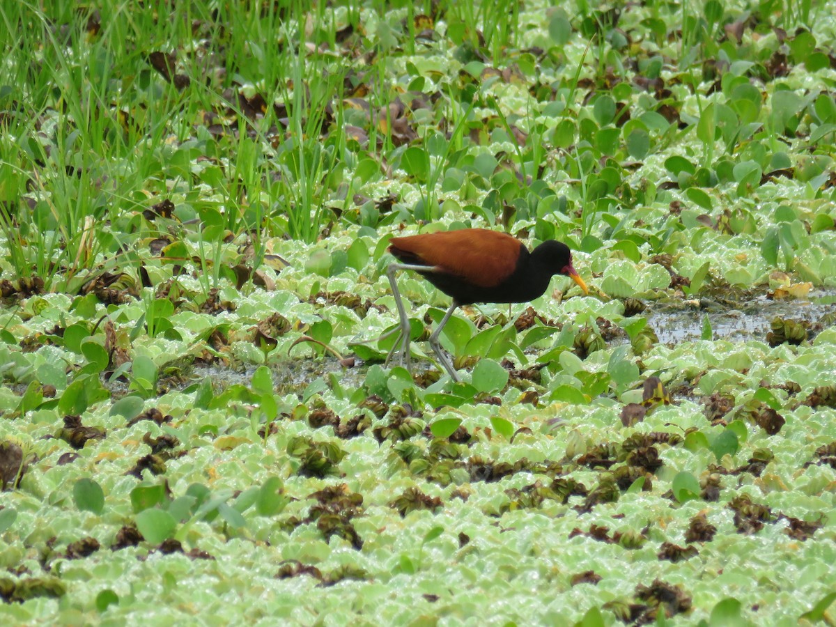 Wattled Jacana - ML608555551