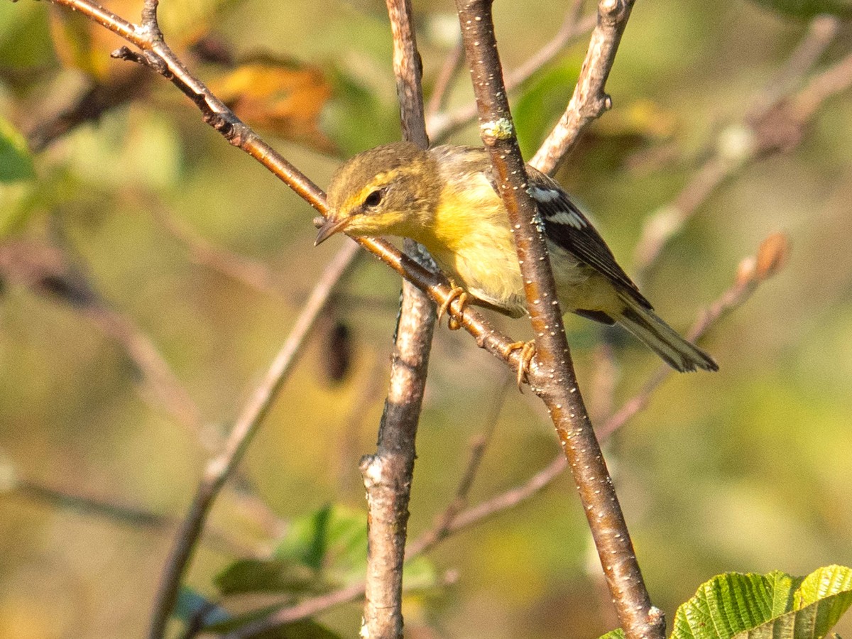 Blackburnian Warbler - ML608555671