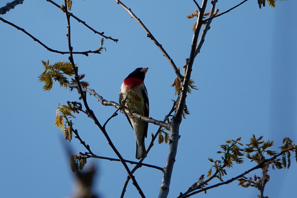 Rose-breasted Grosbeak - ML608555763