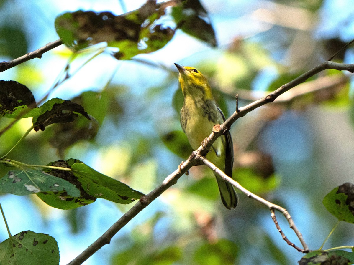 Black-throated Green Warbler - ML608555882