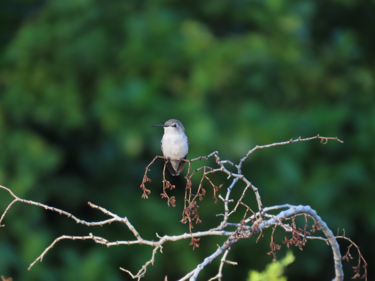 Costa's Hummingbird - ML608555895