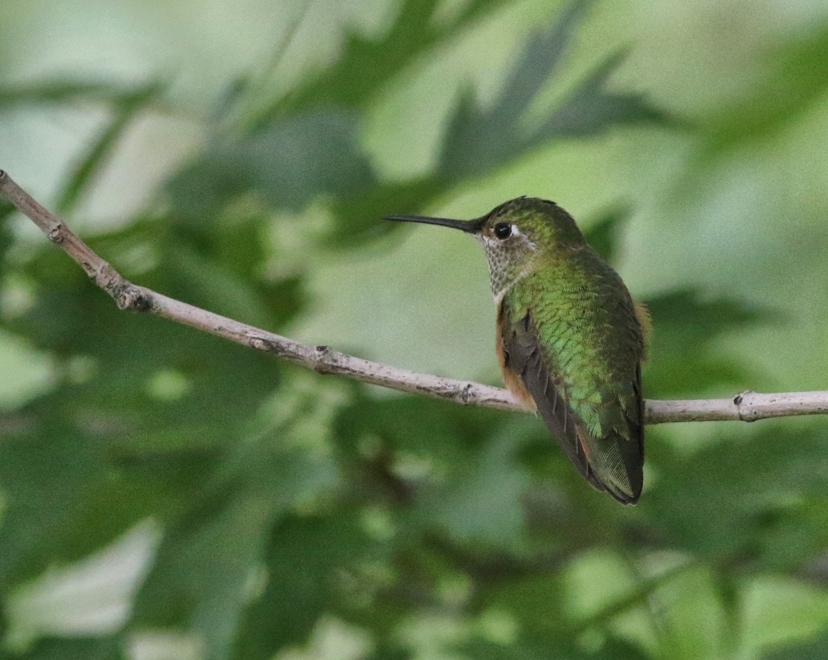 Calliope Hummingbird - ML608555992