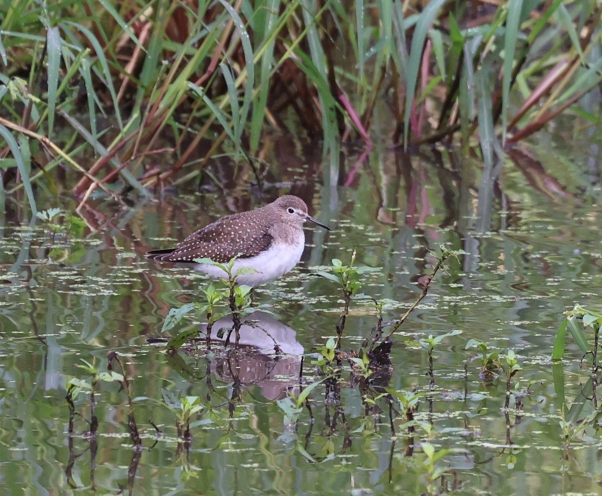 Solitary Sandpiper - ML608555998