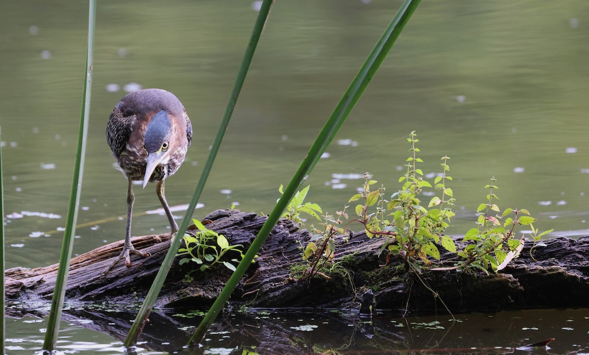 Green Heron - ML608556004