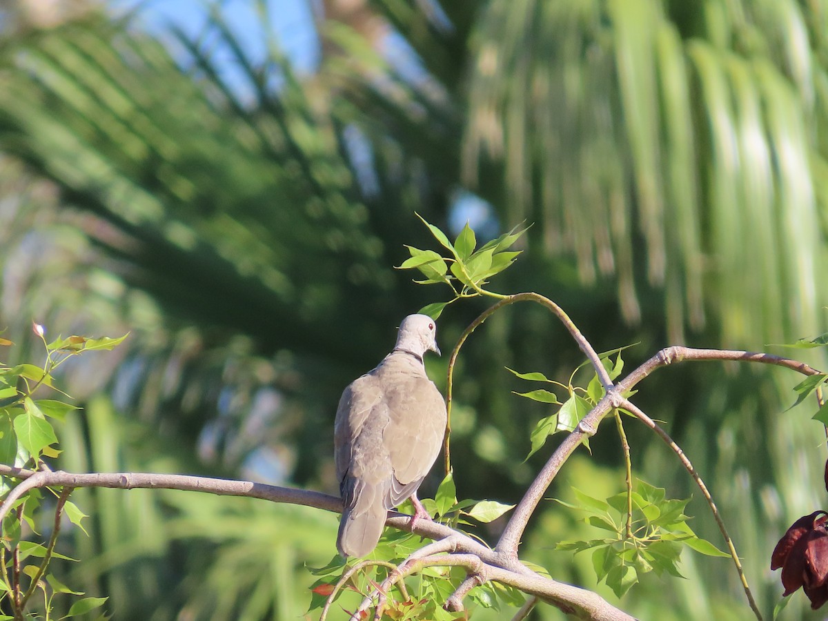 Eurasian Collared-Dove - ML608556026